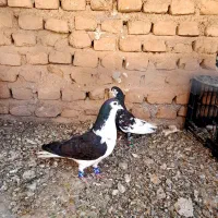 ساده سیاه و خال