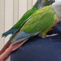 طوطی گرینچیک گمشده