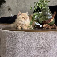 گمشده
