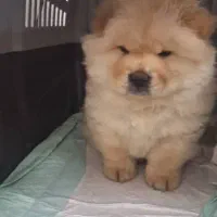 فروش فوری چاوچاو ماده 3 ماهه|سگ|رشت, سعدی (تختی)|دیوار