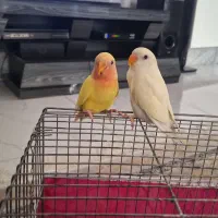 جوجه کوتوله