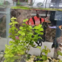 تایگر بارب نر