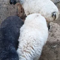 بره چاق