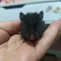 همستر|موش و خرگوش|رباط‌کریم, رباط‌کریم|دیوار