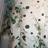 گل طبیعی با گلدون