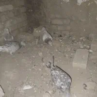 کفتر هفت رنگ|پرنده|بشاریات, |دیوار