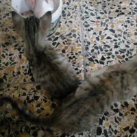 واگذاری گربه رایگان|گربه|بندر امام خمینی, |دیوار