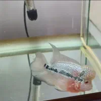 فلاور گرید بالا