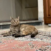 واگذاری رایگان گربه بریتیش میکس|گربه|اردبیل, |دیوار