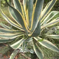 گلهای طبیعی