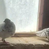 کبوتر سرور بهبهانی