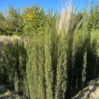 تولید ترون سبز (شمشاد)وسرو ناز و انواع گل و گیاه|خدمات باغبانی و درختکاری|مشکین‌دشت, |دیوار