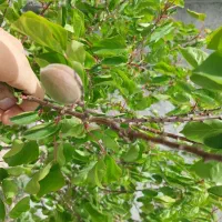 باغ چهاردیواری فروشی فوری شرایطی اقساطی|فروش خانه و ویلا|پیشوا, |دیوار