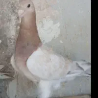 ماده کله هما کرمونی زات هوش عالی تخم و جوجه درست .