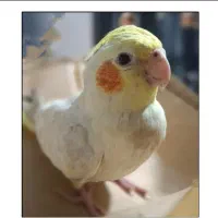 عروس هلندی گمشده