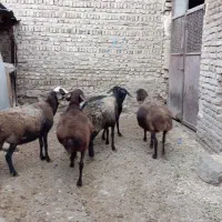 گوسفند آبستن|حیوانات مزرعه|گیان, |دیوار
