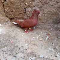 سرخ دم‌سفید