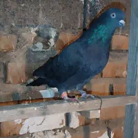 کبوتر پرشی|پرنده|آق قلا, |دیوار