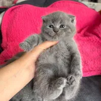 مجموعه گربه های اشرافی (پرشین بریتیش اسکاتیش )