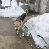 سگ پژدر