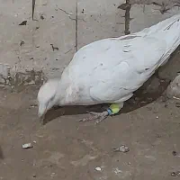 س تا حیوون جون|پرنده|تربتحیدریه, دیزقند|دیوار