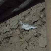 کبوتر|پرنده|جلگه شوقان, |دیوار