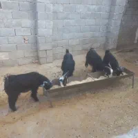 بزو بزغاله درجه۱