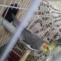 عروس هلندی جفت با جوجه|پرنده|گالیکش, |دیوار