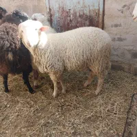 نری پاکستانی .بز پاکستانی .بره نر سبک و نژاد دار|حیوانات مزرعه|رفسنجان, |دیوار