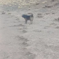 سگ گله ای|سگ|سارال, |دیوار