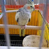 عروس هلندی ماده دستی