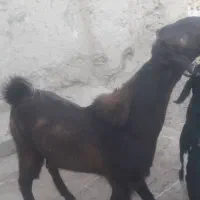 بزمری|حیوانات مزرعه|هامون, |دیوار