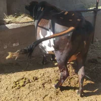 گاو شیری شکم دوم 20 روز مانده