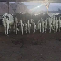 تلیسه ابستن سنگین