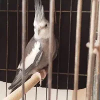 عروس هلندی|پرنده|بندرعباس, |دیوار