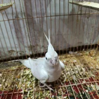 نر عروس هلندی