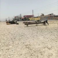 گوسفند دشت مغان