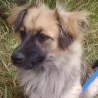 پامر اشپیتز نر ۹ ماهه شناسنامه دار