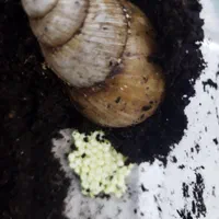 خاویاروکرم وصابون حلزون فروشی|خزنده|کرج, شاهینویلا|دیوار