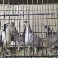 کبوتراصفهانی دمگیر ترونی