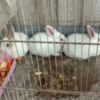 سه عدد خرکوش سفید چشم شرابی|موش و خرگوش|تربت جام, یحیی آباد|دیوار