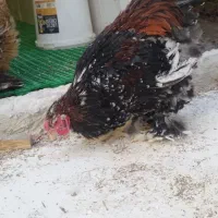 فروش یک ست برهما برشته خالدار