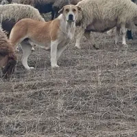 سگ ماده فروشی  قیمت ۲۵ ملیون