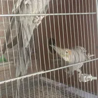 عروس هلندی جفت مولد حراج|پرنده|مبارکه, |دیوار