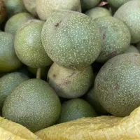 گردو پوست کن وبادام  گردو سبز|خدمات باغبانی و درختکاری|کرمانشاه, |دیوار