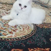 گربه پرشین نر ۵ ماهه|گربه|مشهد, یوسفیه (شهرک غرب)|دیوار