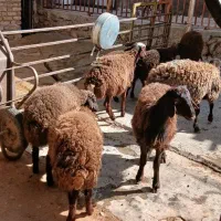 بره ماده|حیوانات مزرعه|شیرین‌سو, |دیوار