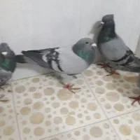 کفترکبوترپلاکی