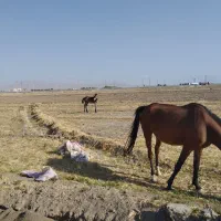 اسب مادیون با کره پنج ماهه نریون|اسب و تجهیزات اسب‌سواری|سیلاخور, |دیوار