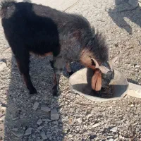 گوسفند تروشت